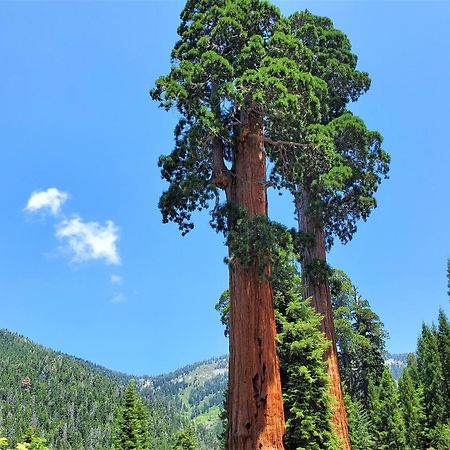 Redwood Retreat, Mountains, Adventure And Nature Ponderosa Luaran gambar