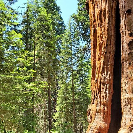 Redwood Retreat, Mountains, Adventure And Nature Ponderosa Luaran gambar