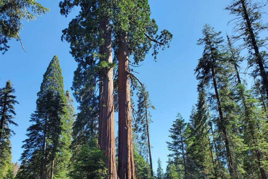 Redwood Retreat, Mountains, Adventure And Nature Ponderosa Luaran gambar