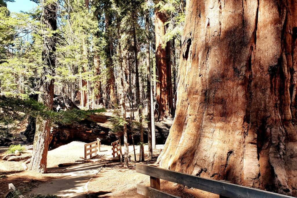 Redwood Retreat, Mountains, Adventure And Nature Ponderosa Luaran gambar