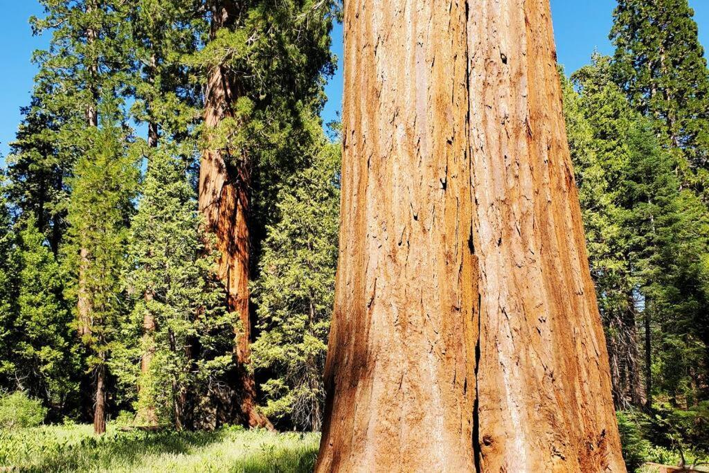 Redwood Retreat, Mountains, Adventure And Nature Ponderosa Luaran gambar
