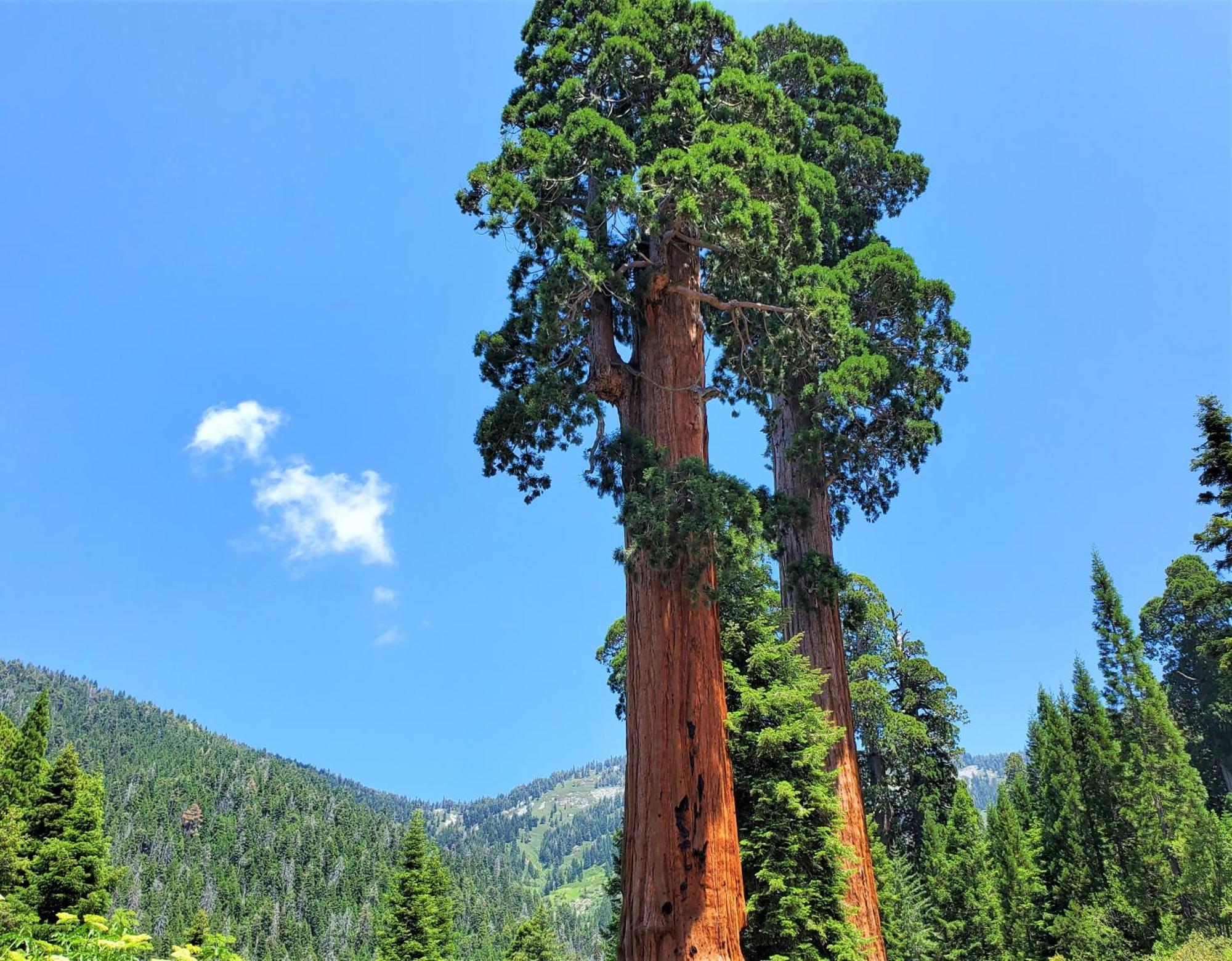 Redwood Retreat, Mountains, Adventure And Nature Ponderosa Luaran gambar