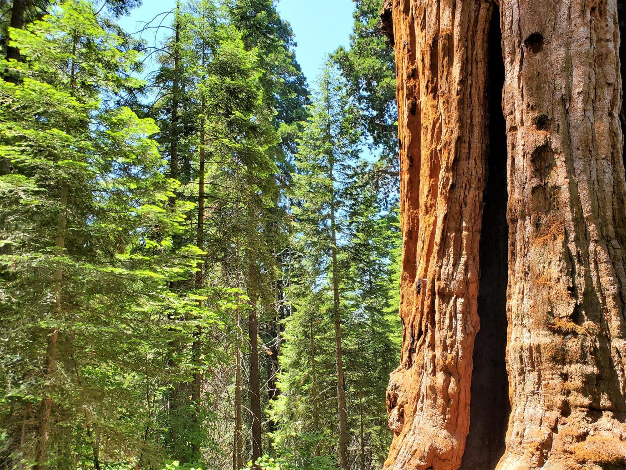 Redwood Retreat, Mountains, Adventure And Nature Ponderosa Luaran gambar